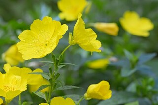 说明文作文300字_说明文作文300字左右