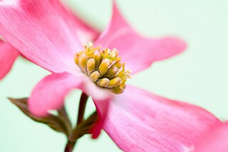 《写一种喜欢的水果作文》教学设计_写一篇喜欢的水果