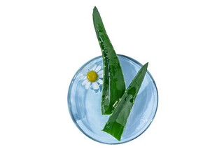 描写初夏的作文300字_初夏的作文怎么写