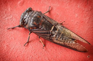 感恩的心现代文阅读理解答案（感恩的心 阅读）