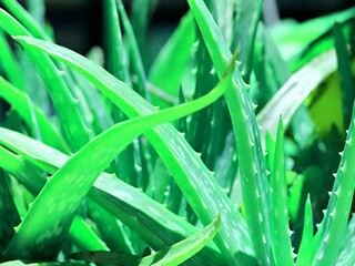 初中写景作文400字（初中写景作文400字优秀范文）