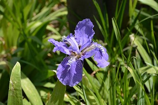 赞美感恩老师的诗句（赞美感恩老师的诗句怎么写）