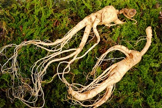 《阳关曲·中秋月》苏轼词作鉴赏（苏轼的《阳关曲》中秋月）