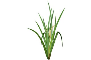 小学生作文_小学生作文大全三年级