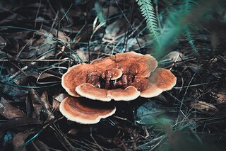 公司的通知_公司的通知怎样告知员工