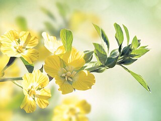 合伙投资办厂协议书(合伙投资商铺协议书)