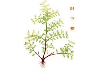 门面房商铺租赁合同-租赁合同(关于商铺使用租赁合同范本)
